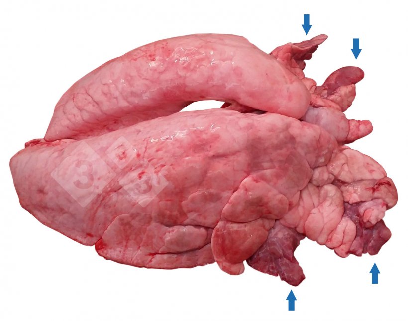 Ryc1. Dogłowowo- brzuszna&nbsp;konsolidacja tkanki płuc (CVPC) u świni.
